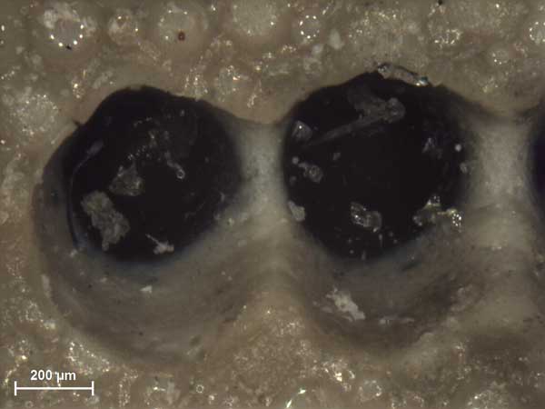 數(shù)碼顯微鏡